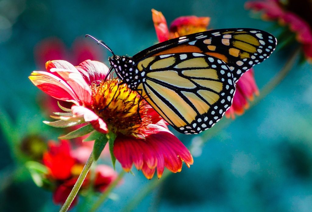 Butterfly, The Second Half of July is Dynamic and Transformative
